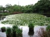 福岡城跡の池